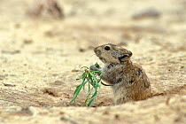 Brant's whistling rat (Parotomys brantsii) at entrance to burrow feeding on vegetation, Kgalagadi NP, Kalahari desert, South Africa