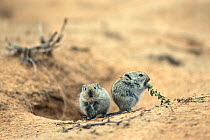 Young Brant's whistling rats (Parotomys brantsii) feeding on vegetation at entrance to burrow, Kgalagadi NP, Kalahari desert, South Africa