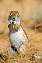 Cape ground squirrel (Xerus inauris) eating flower, Kgalagadi NP, Kalahari desert, South Africa