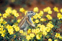 Cape ground squirrel (Xerus inauris) among Devil's thorn weed flowers in the Kalahari dunes, Kgalagadi NP, South Africa