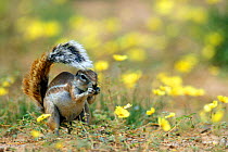 Cape ground squirrel (Xerus inauris) eating Devil's thorn weed flowers while using its tail as a parasol, Kgalagadi NP, Kalahari desert, South Africa