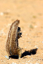 Cape ground squirrel (Xerus inauris) using its bushy tail as a parasol against the sun, Kgalagadi NP, Kalahari desert, South Africa
