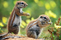 Cape ground squirrels (Xerus inauris) eating vegetation in the Kalahari dunes, Kgalagadi NP, Kalahari desert, South Africa