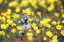 Cape ground squirrel (Xerus inauris) feeding amongst Devil's thorn weed flowers in the Kalahari dunes, Kgalagadi NP, South Africa