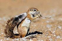 Cape ground squirrel (Xerus inauris) eating vegetation in the Kalahari dunes, Kgalagadi NP, Kalahari desert, South Africa