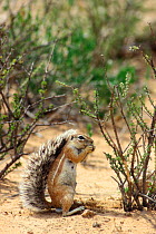Cape ground squirrel (Xerus inauris) eating vegetation in the Kalahari dunes, Kgalagadi NP, Kalahari desert, South Africa