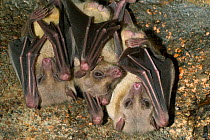 Close-up of Egyptian fruit bats (Rousettus aegyptiacus) roosting, Egypt (captive)