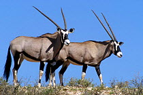 Two gemsbok (Oryx gazella gazella) walking  on dune, Kgalagadi NP, Kalahari desert, South Africa