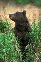 Kodiak Brown bear (Ursus arctos middendorfi) in tall grass, Kodiak Island, Alaska, USA