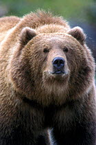 Kodiak  Brown bear (Ursus arctos middendorfi) portrait, Kodiak Island, Alaska, USA