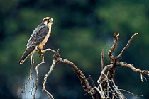 Lanner falcon (Falco biarmicus) perched, Kgalagadi NP, Kalahari desert, South Africa