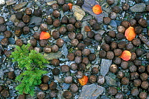 Moose (Alces alces) droppings on taiga forest floor,  Denali NP, Alaska, USA.