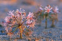 Nerine / Vlei lily (Nerine laticoma) flowering along dry riverbed after the rains, Kgalagadi NP, Kalahari desert, South Africa