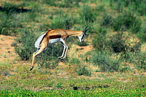 Springbok (Antidorcas marsupialis) pronking - leaping with all four legs simultaneously in the air, Kgalagadi NP, Kalahari desert, South Africa