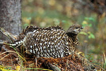 Spruce grouse (Falcipennis canadensis) dust bathing in taiga forest, Denali NP, Alaska, USA.