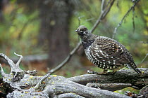 Spruce grouse (Falcipennis canadensis) on dead tree roots in taiga forest, Denali NP, Alaska, USA.