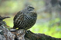 Spruce grouse (Falcipennis canadensis) in taiga forest, Denali NP, Alaska, USA.