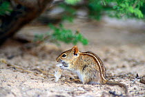 Four striped grass mouse (Rhabdomys pumilio) eating breadcrumbs at picnic spot, Kgalagadi NP, Kalahari desert, South Africa