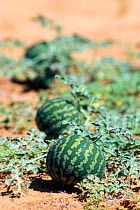 The tsamma melon (Citrullus lanatus) is the main water source for many animals during the dry season, Kgalagadi NP, Kalahari desert, South Africa