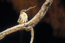 Sociable weaver (Philetairus socius) with grass stem in beak, Kgalagadi NP, Kalahari desert, South Africa
