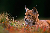 Young male European lynx (Lynx lynx) waking up among bilberry plants, Sumava NP, Bohemia, Czech Republic.