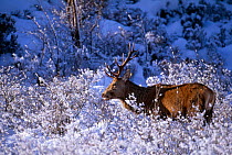 Red deer stag in winter {Cervus elaphus} browsing on snow laden Birch bushes, Glen Affric, Scotland, UK.