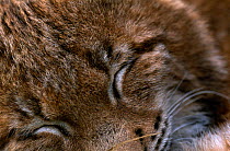Young male European lynx (Lynx lynx) eyes closed sleeping, Bohemia, Czech Republic.