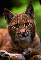 Young male European lynx (Lynx lynx), Sumava NP, Bohemia, Czech Republic.
