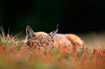 Young male European lynx (Lynx lynx) sleeping among bilberry plants, Sumava NP, Bohemia, Czech Republic
