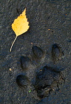 European lynx (Lynx lynx) footprint in mud, with birch leaf, Sumava NP, Bohemia, Czech Republic.