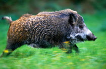 Young female wild boar (Sus scrofa), prey species for European lynx, running in grass, Czech Republic. Soft focus