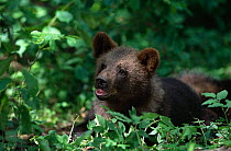 European brown bear cub {Ursus arctos} Nigula NR, Estonia