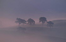 Scots pine trees in mist, Abernethy forest, Inverness-shire, Scotland, UK.