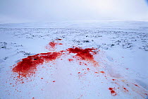 Snow stained red with blood of Red deer {Cervus elaphus} killed for culling to control numbers, Cairngorms, Scotland, UK.