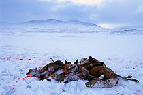 Pile of Red deer carcasses {Cervus elaphus} hinds, waiting to be airlifted back by helicopter after culling, Cairngorms, Scotland, UK.