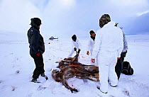 Park rangers with Red deer carcasses {Cervus elaphus} hinds, waiting to be airlifted back by helicopter after culling, Cairngorms, Scotland, UK.