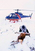 Park rangers with Red deer carcass {Cervus elaphus} hind, waiting to be airlifted back by helicopter after culling, Cairngorms, Scotland, UK.