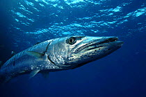 Great barracuda {Sphyraena barracuda} Andaman Sea, Indo-Pacific