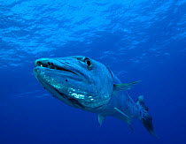 Great barracuda  {Sphyraena barracuda} Andaman Sea, Indo-Pacific