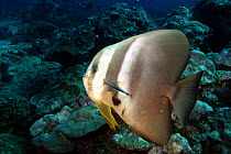Longfin spadefish / Tallfin batfish {Platax teira} Andaman Sea, Indo-pacific