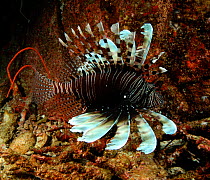 Common lionfish displaying {Pterois volitans} Andaman Sea, Indo-pacific
