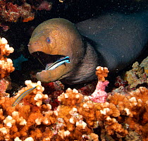 Giant moray eel {Gymnothorax javanicus} with Cleaner fish, Andaman Sea, Indo-pacific