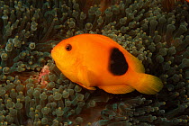 Red saddleback anemonefish {Amphiprion ephippium} Andaman Sea, Indo-pacific