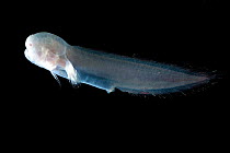Deep sea fish (Aphyonus sp) collected from the mid-Atlantic Ridge from a depth of between 1750 and 3000m. Members of this group are viviparous. Only 3rd specimen collected from the Atlantic.
