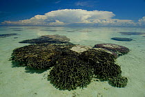 Coral reef visible from sea surface, Sangalaki Island, Kalimantan, Borneo.