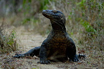 Komodo Dragon {Varanus komodoensis} Komodo Island, Indonesia.