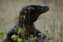 Komodo Dragon {Varanus komodoensis} head profile, Komodo Island, Indonesia.