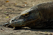 Komodo Dragon {Varanus komodoensis} head profile, Rinca Island, Komodo, Indonesia.