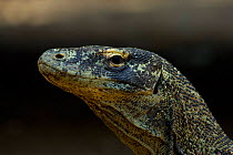 Komodo Dragon {Varanus komodoensis} juvenile head profile, Komodo Island, Indonesia.