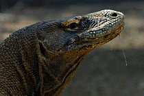 Komodo Dragon {Varanus komodoensis} with saliva, head profile, Komodo Island, Indonesia.